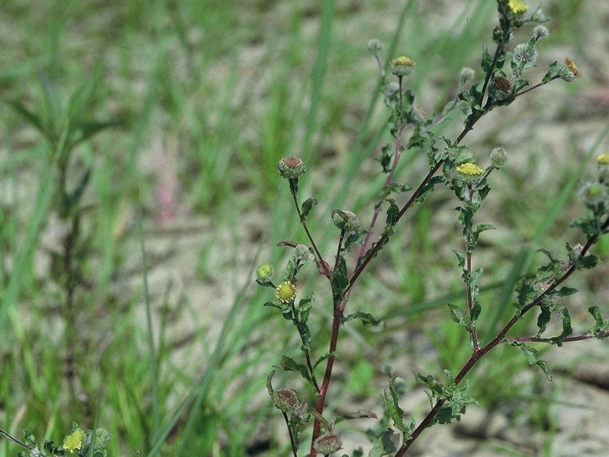 Pulicaria vulgaris (Asteraceae)